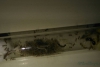 Pheidole bergi