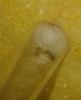 Pheidole sp
