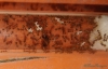 Pheidole bergi