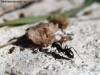 Bergi vr Camponotus sp (2)