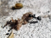 Bergi vr Camponotus sp (3)