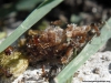 Bergi vr Camponotus sp (6)