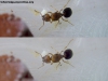 Pheidole_bergi_11_Mar (Brisa)