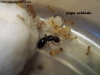 Pheidole x 16 Sep 17 Doly_1