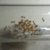 Pheidole sp1. - 26/10/20
