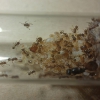Pheidole aberrans - 2/12/20