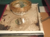 Pheidole bergi #4 (24 Feb 15)