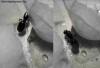 Josefita Pheidole sp 18 mar