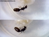 Pheidole sp (Kika)_7_Feb_1