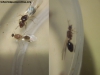 Pheidole bergi_31_Dic_15