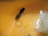 Pheidole x 16 Sep 17 Peggi_1