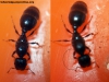 Pheidole x 16 Sep 17 Peggi_2