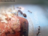Pequeña Pheidole 2 Enero 19_3