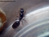Pheidole_aberrans_25_Nov_2