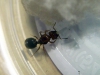 Pheidole_Matias_1