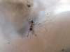 Pheidole_Matias_19_Ene_3