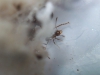 Pheidole_Matias_19_Ene_4