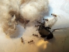 Pheidole_Matias_24_Ene_2