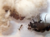 Pheidole_Matias_24_Ene_3