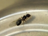 Pheidole radoszkowskii 14 de Enero