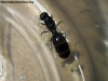 Pheidole sp 10 de Enero 17 (Kika)