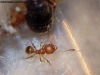 Pheidole x 29 Ene 17 Doly_1