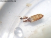 Pheidole_25_Mar_1