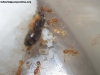 Pheidole x 20 Feb 17 Doly_2
