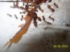 Pheidole (El Imperio)_5