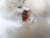 Pheidole_attack_16_Ene_18_1