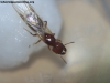 Pheidole_bergi_23_Dic_1