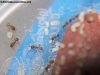 Pheidole sospes (Peque�a) 5 Feb 19_2