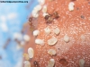 Pheidole sospes (Peque�a) 5 Feb 19_3