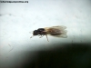 Pheidole_sp_14_Ene