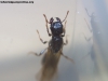 Pheidole_sp_23_Dic_2