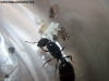 Pheidole sp 29 de Enero 17 (Kika)_2