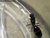 Pheidole sp 7 de Enero 17 (Kika)