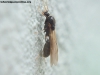 Pheidole sp macho