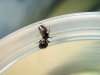 Pheidole bergi 14 de Enero