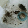 Reina Delia - comiendo araña