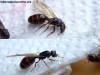 Reina Pheidole sp_30_Ene_2