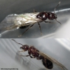 Reina Pheidole #3