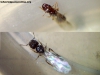 Pheidole bergi_02_Ene_16