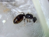 Pheidole_sp_11_Mar (Rita)