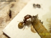 Pheidole sp (Tita 6 Nov)_5