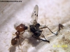 Pheidole sp_1 (Tita)
