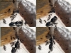 Pheidole sp 3 (Tita 22 de Feb)