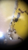 pheidole bergi