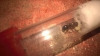 Posible reina de pheidole