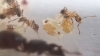 pheidole enana
